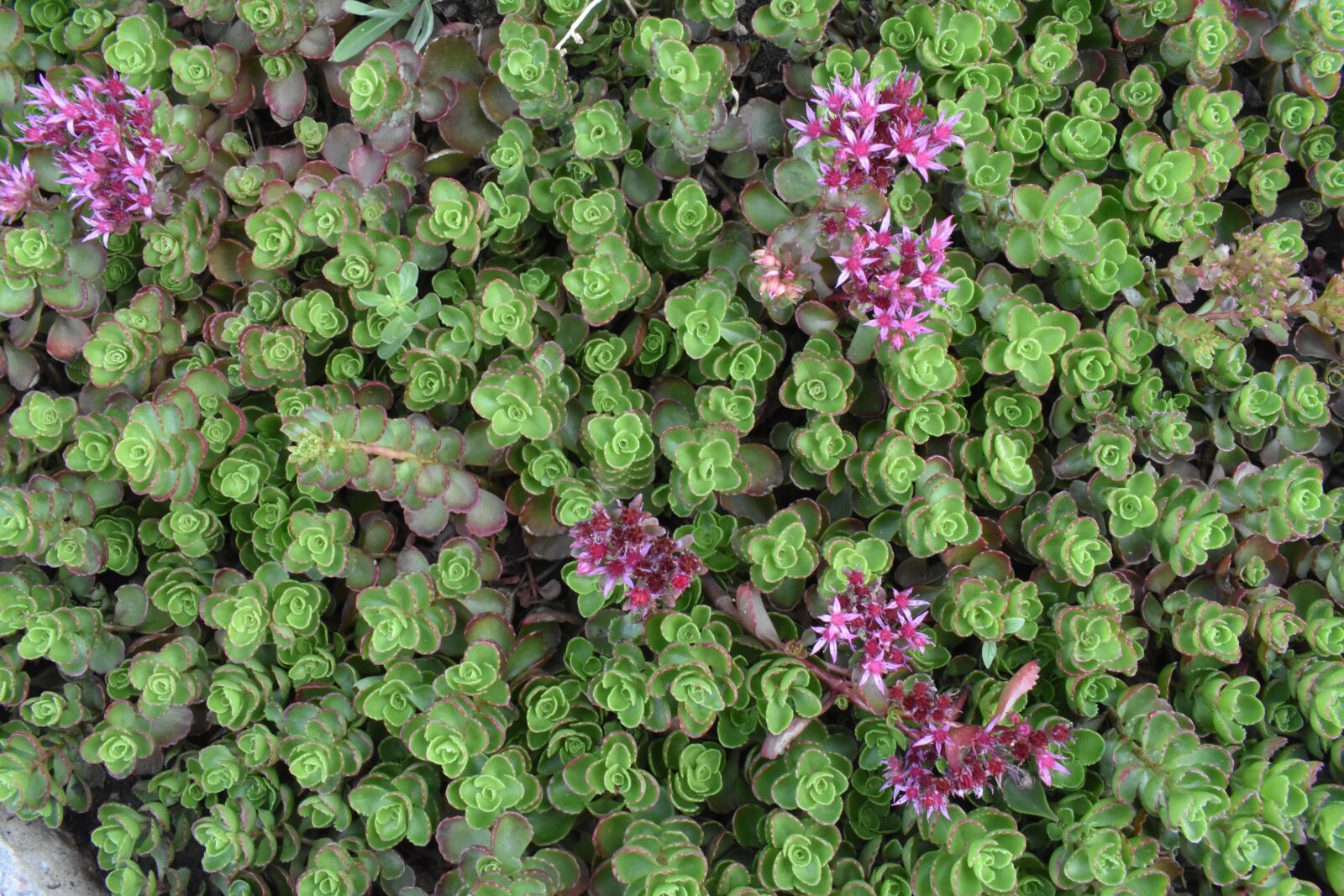 Nikon D3400 sample photo. Plant, green, background photography