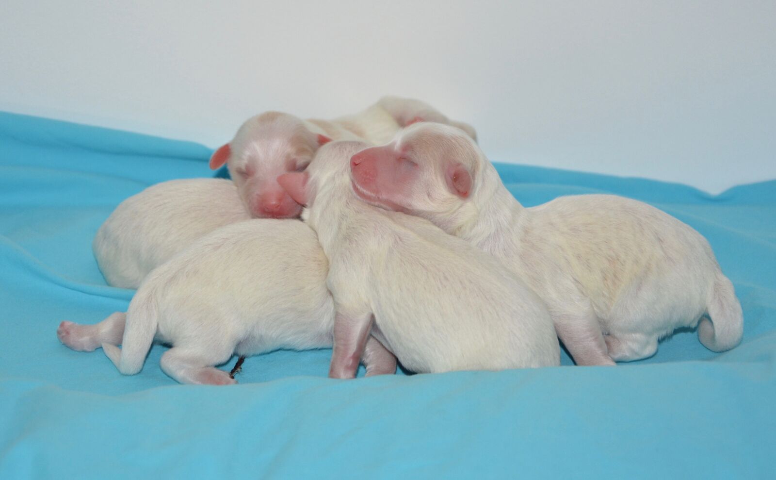Nikon D5200 sample photo. Puppy, puppies, range puppies photography
