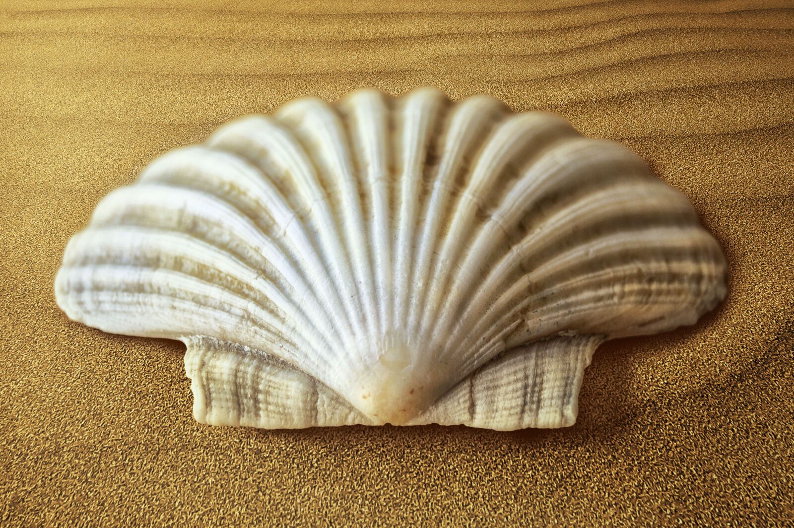 Nikon D3200 sample photo. Shell, oyster, molluscum photography