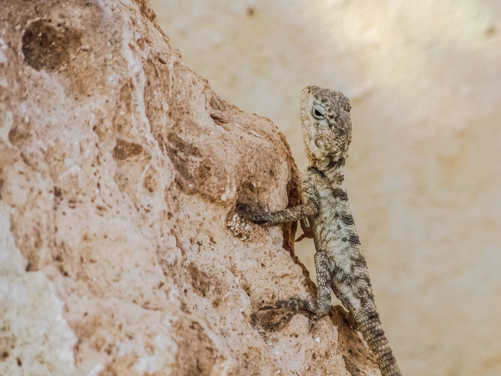 Canon PowerShot SX400 IS sample photo. Stellagama stellio cypriaca, lizard photography