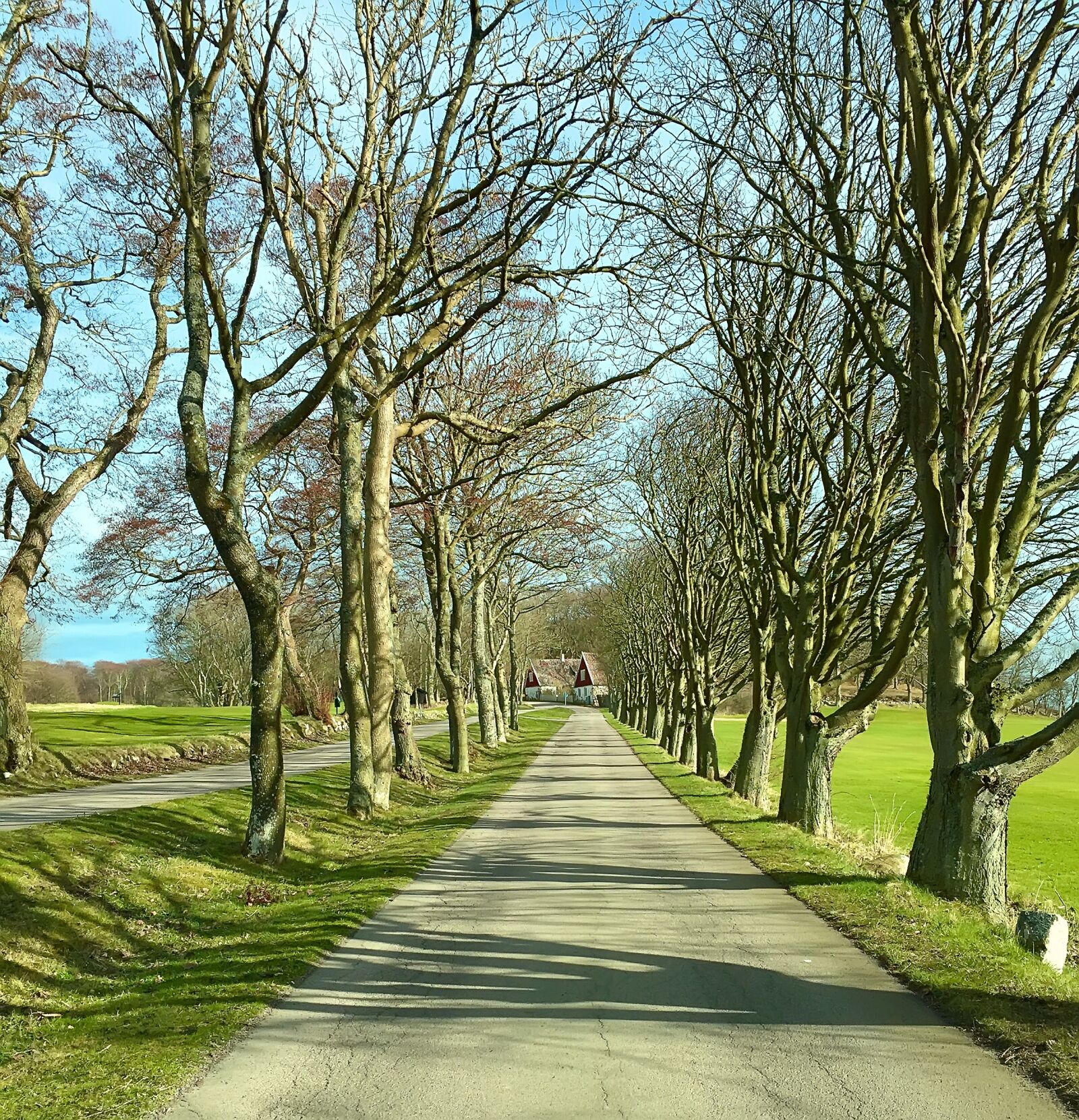 Apple iPhone 6 sample photo. Trees, landscape, road photography