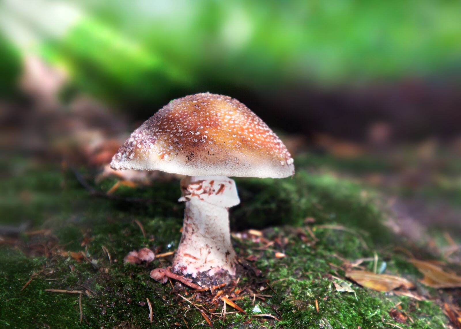 Canon EOS 50D + Canon EF 24-105mm F4L IS USM sample photo. Mushrooms, forest, forest floor photography