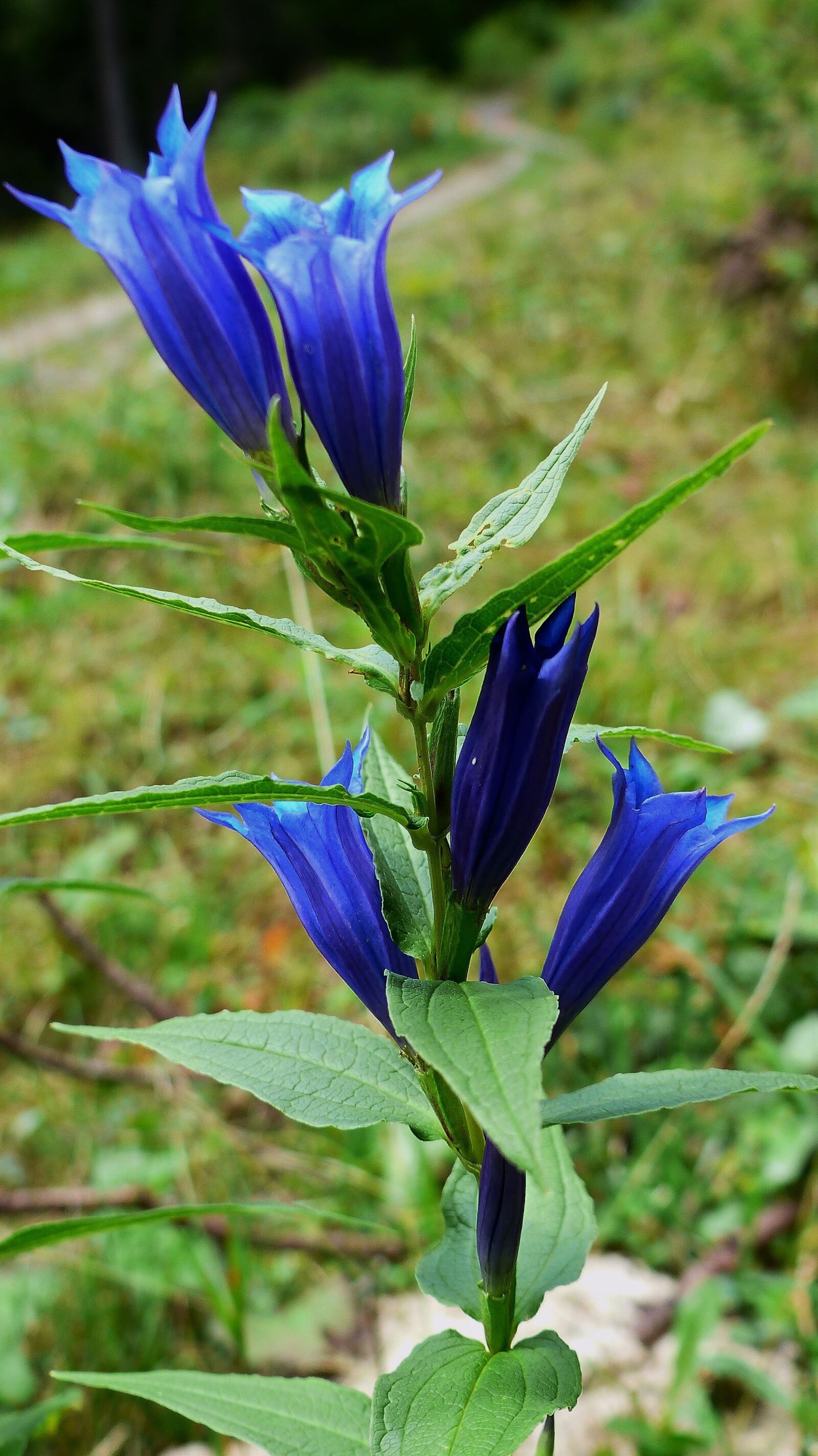 Panasonic Lumix DMC-FZ200 sample photo. Flower, alps, blue photography