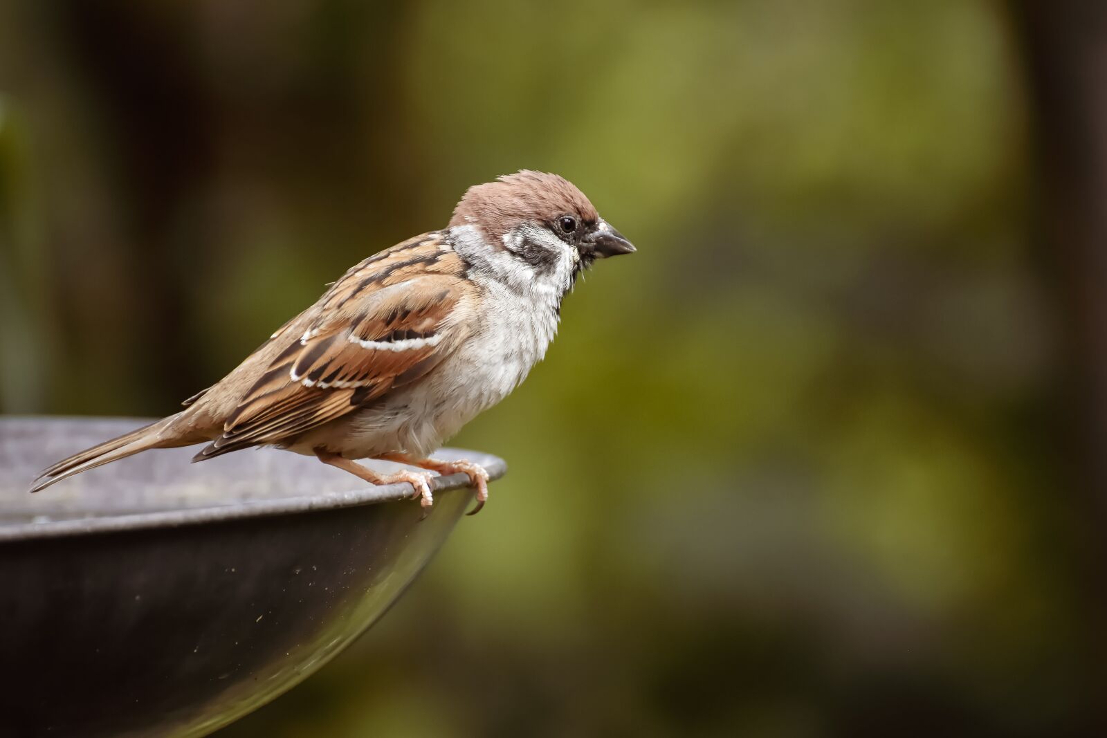 Nikon D7200 sample photo. Sparrow, sperling, bird photography