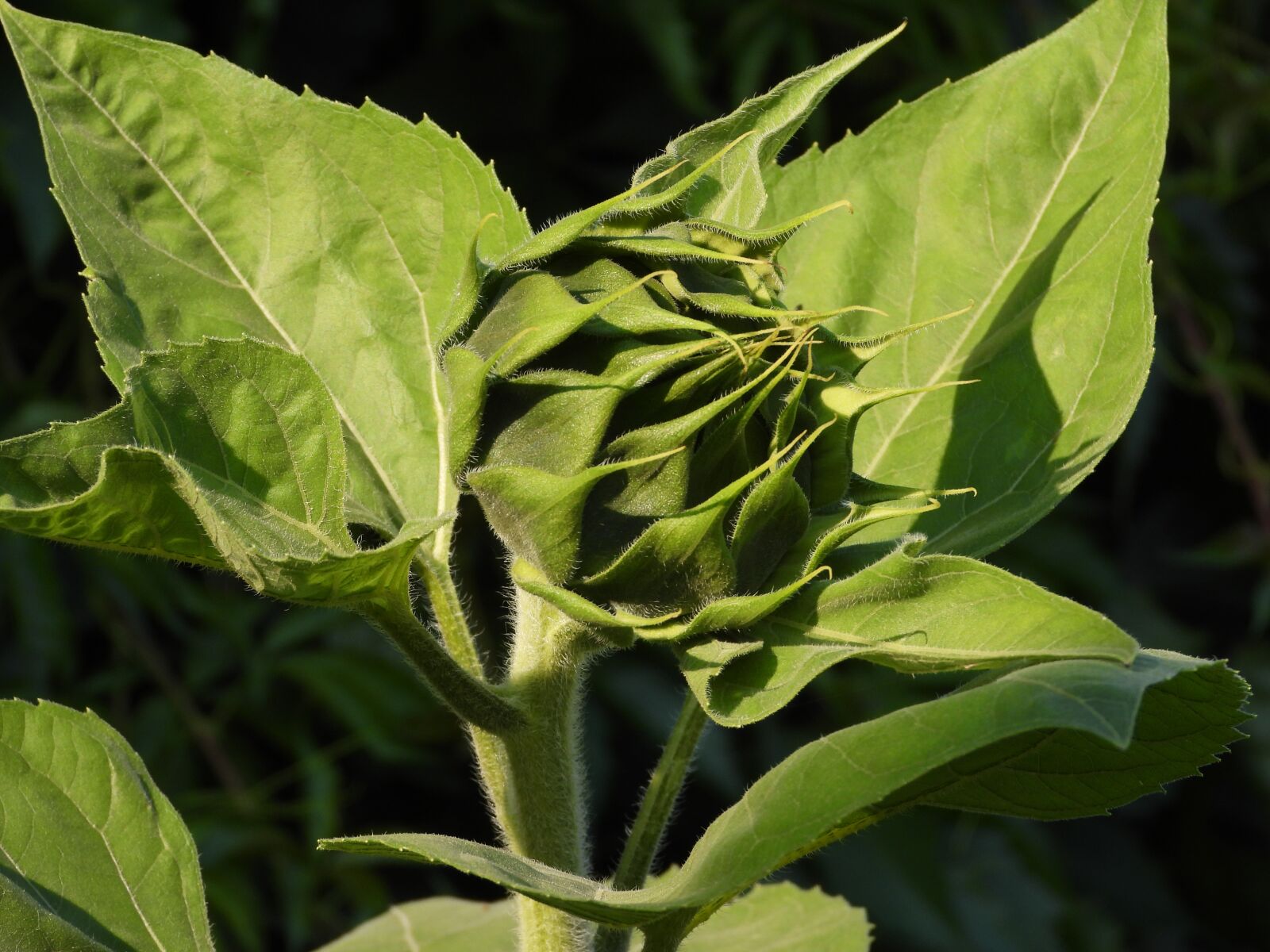 Nikon Coolpix P1000 sample photo. Sunflower, plant, flower photography