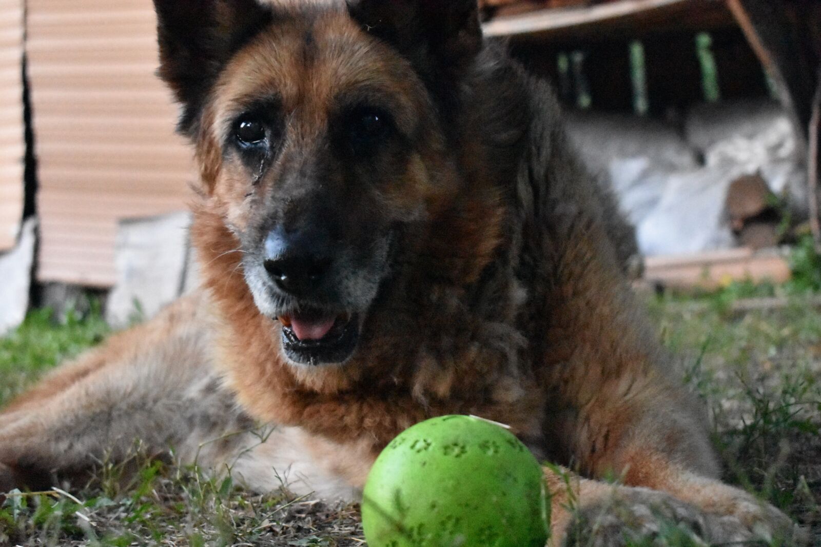 Nikon D3400 sample photo. Dog, old dog, german photography