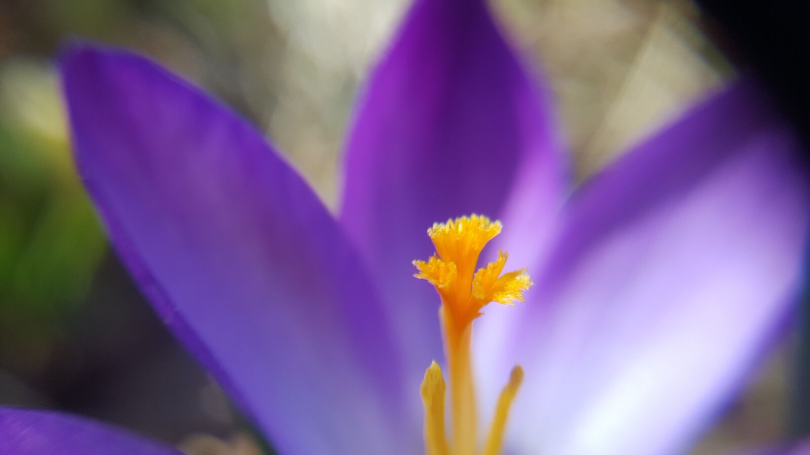 Samsung Galaxy S6 sample photo. Flower, nature, plant photography