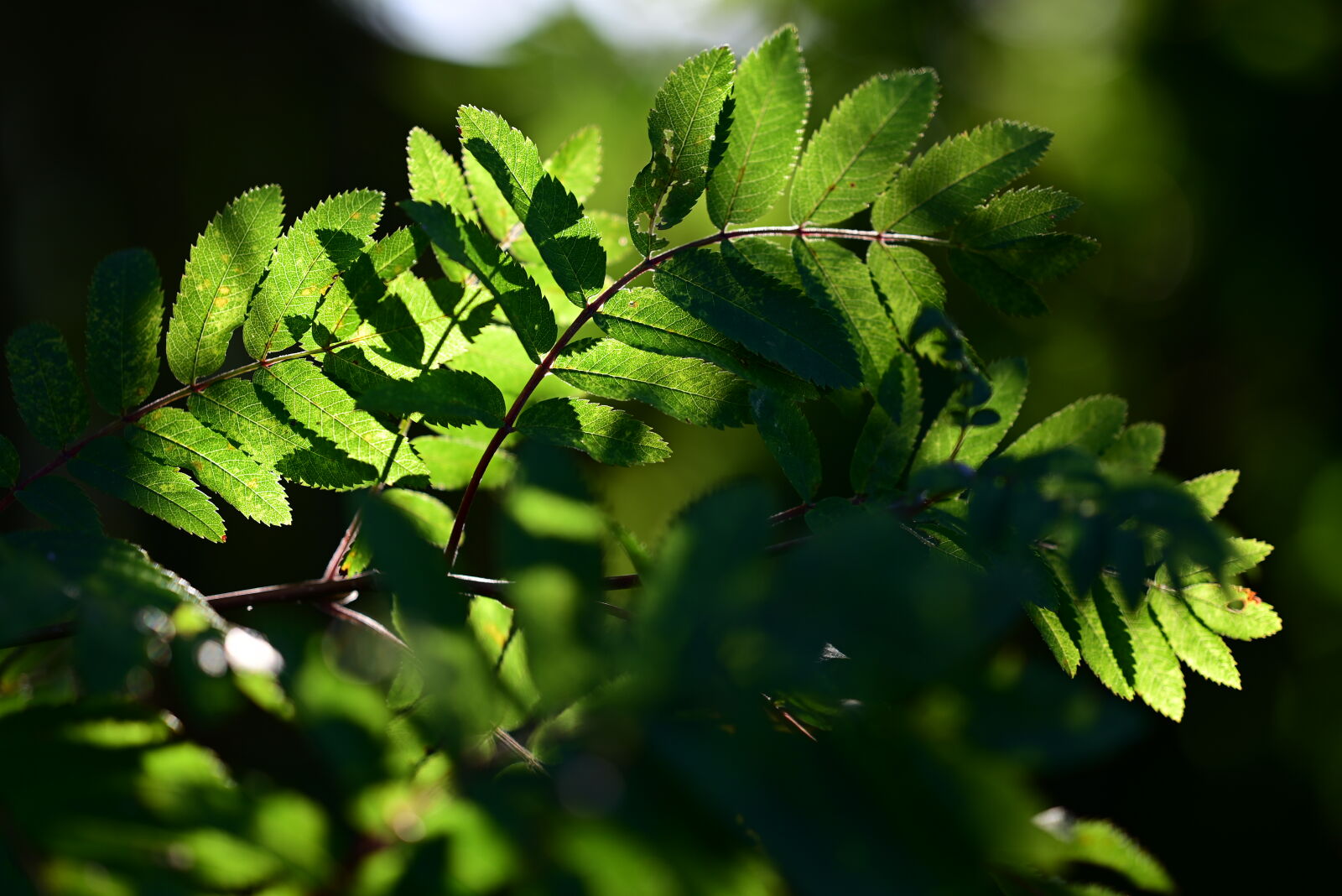 Nikon Z5 sample photo. Sunshine leaves photography