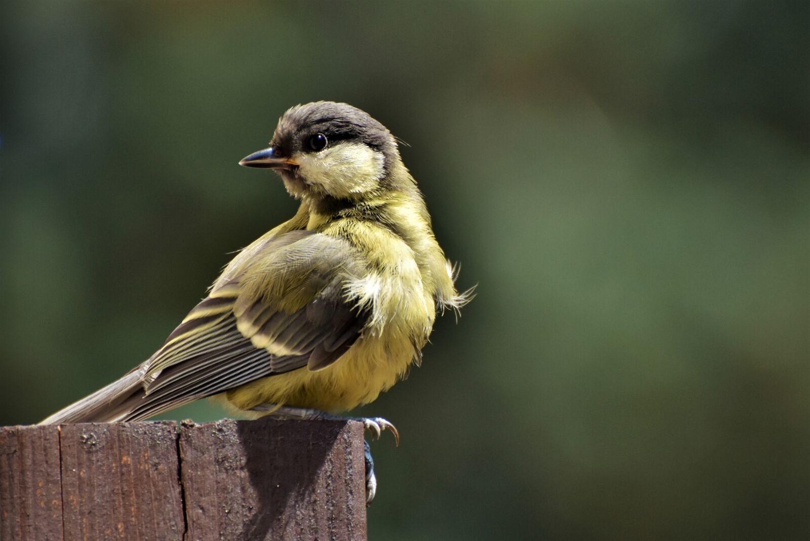 Nikon D7200 sample photo. Tit, songbird, small bird photography