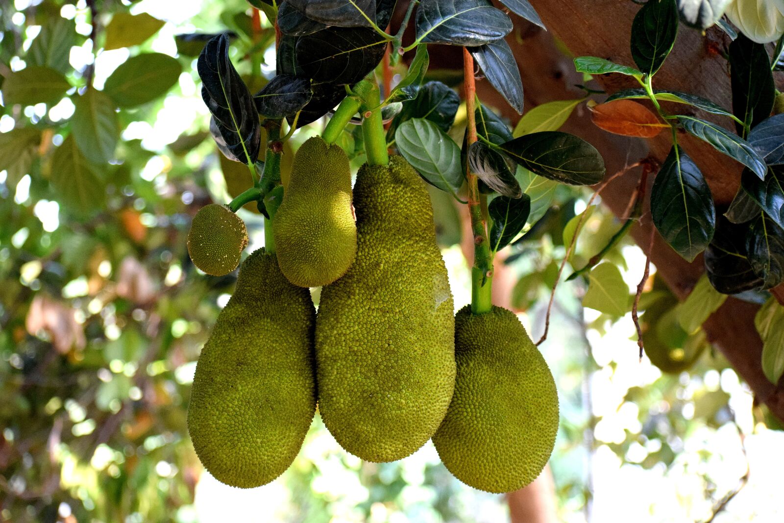 Nikon D3300 sample photo. Fruit, tree, green photography