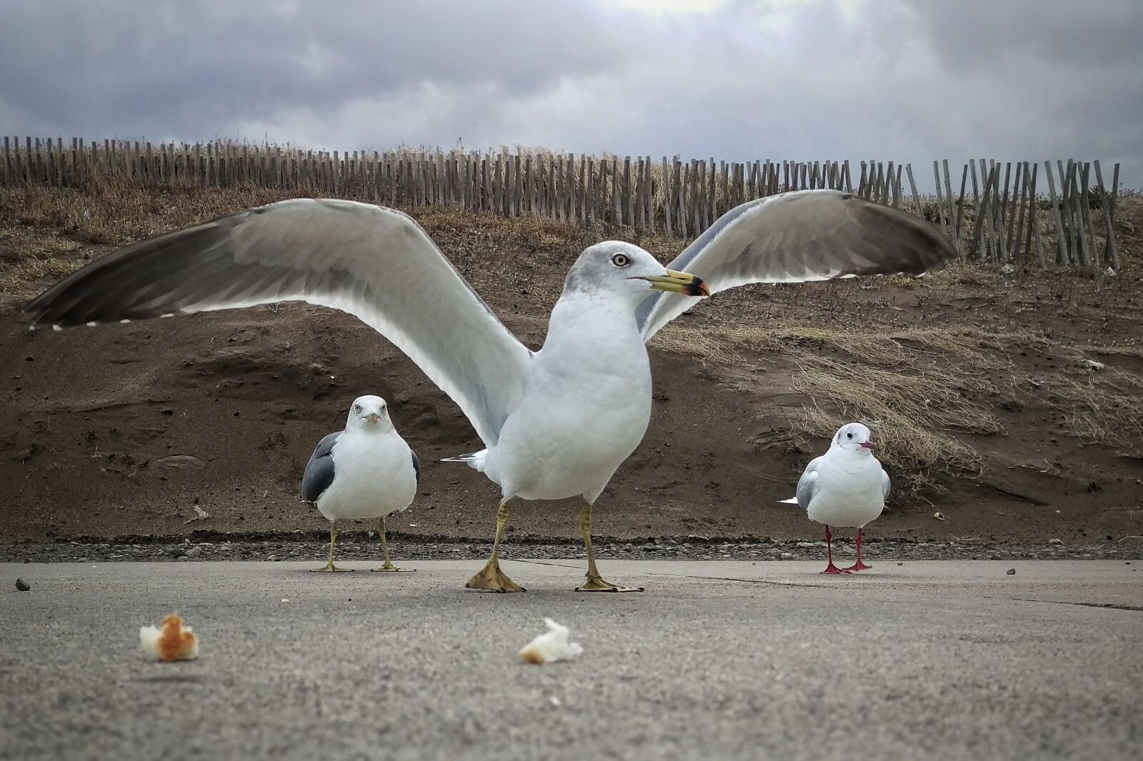 HTC HTV31 sample photo. Beach, promenade, seagull photography