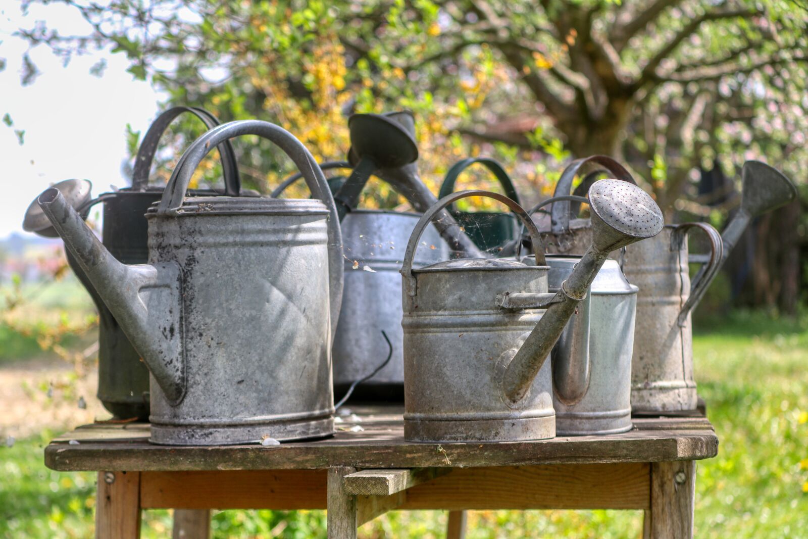 Canon EOS 80D sample photo. Watering can, tin, metal photography