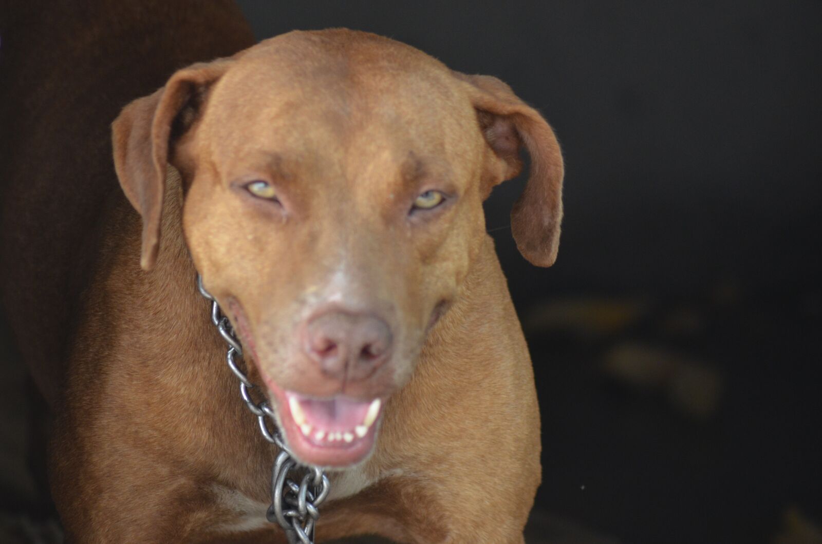 Nikon D5100 sample photo. Pitbull, honey, bitch photography