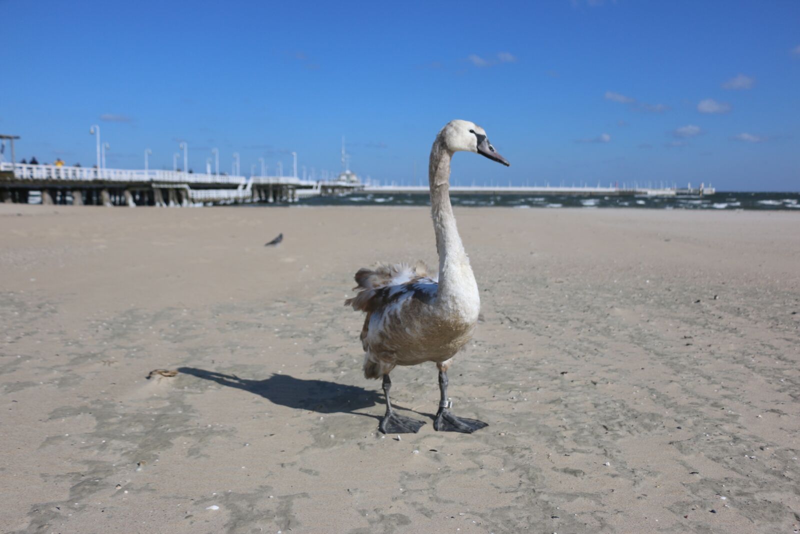 Canon EOS 70D sample photo. Sopot, the pier, swan photography