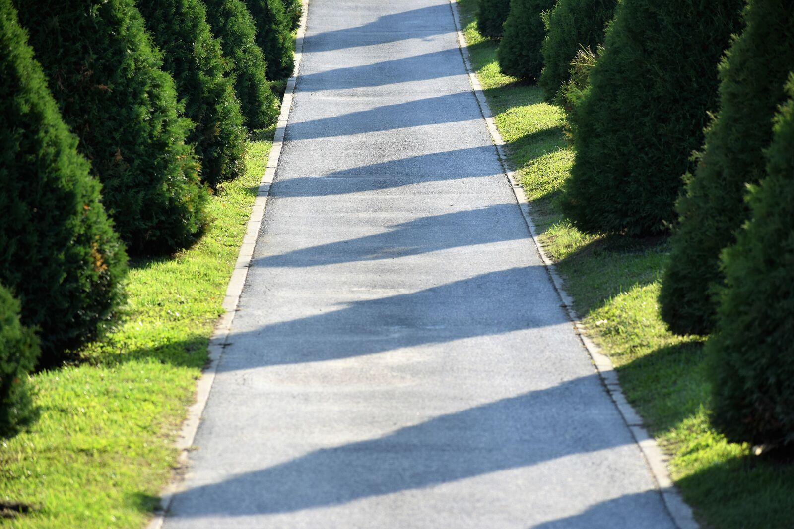 Nikon D3300 sample photo. Walking road, cypress, shadows photography