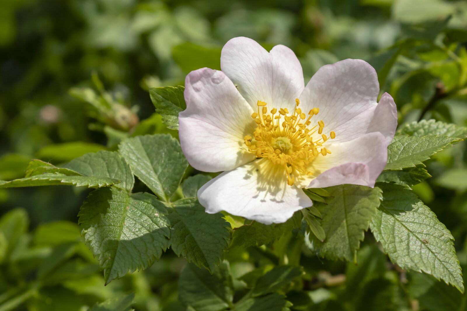 Canon EOS 1300D (EOS Rebel T6 / EOS Kiss X80) sample photo. Brian, bloom, blooms at photography