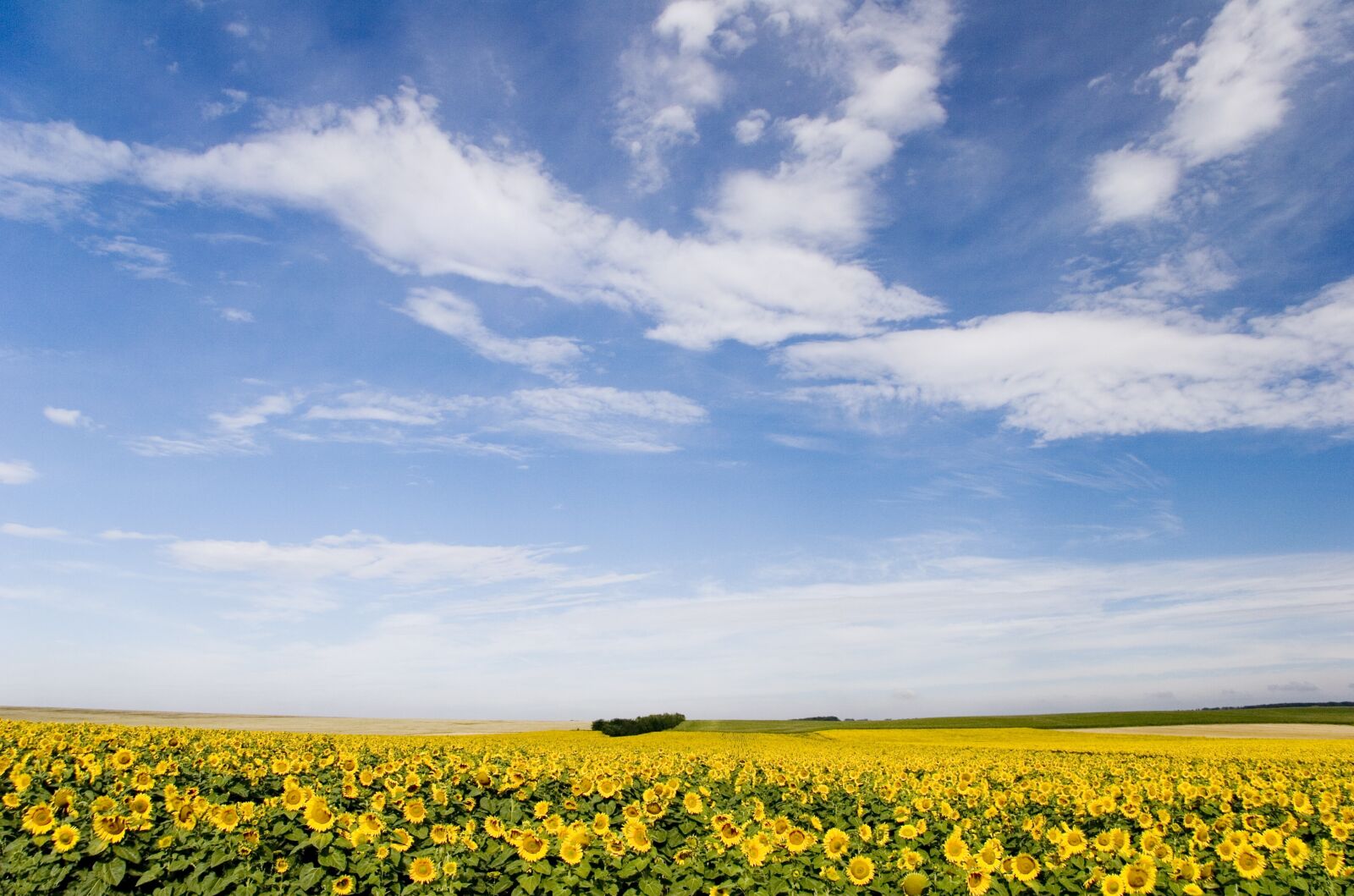 Canon EOS 20D sample photo. Hungary, sunflower, blossom photography