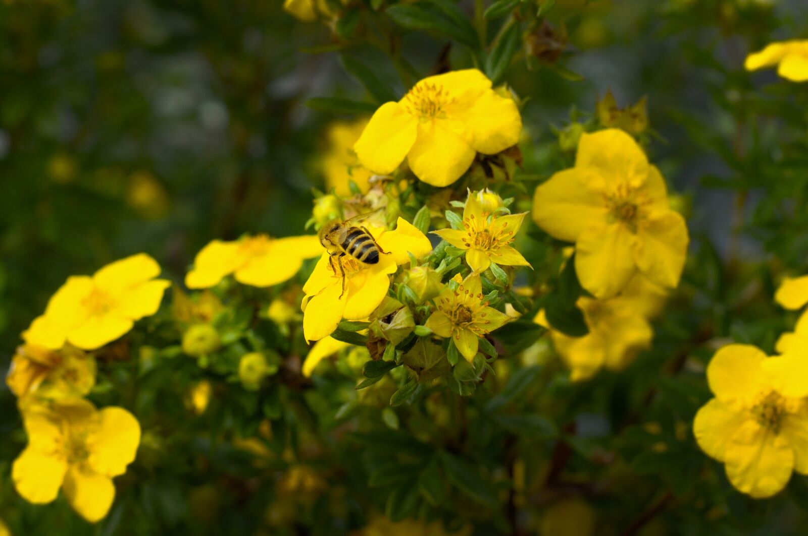 Nikon D5000 sample photo. Bee, flower, insect photography