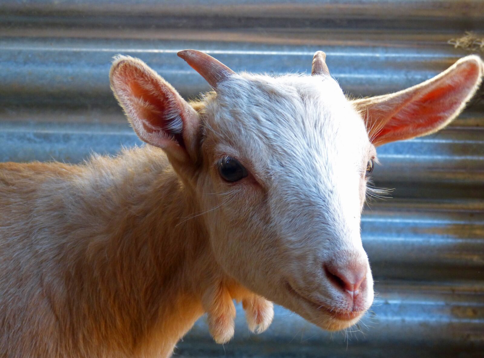 Panasonic DMC-FZ62 sample photo. Kid, goat, breeding photography