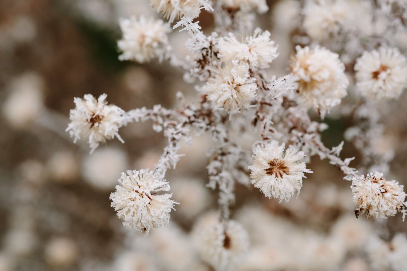 Canon EF 100mm F2.8 Macro USM sample photo. Hawthorn, nature, plant, blossom photography