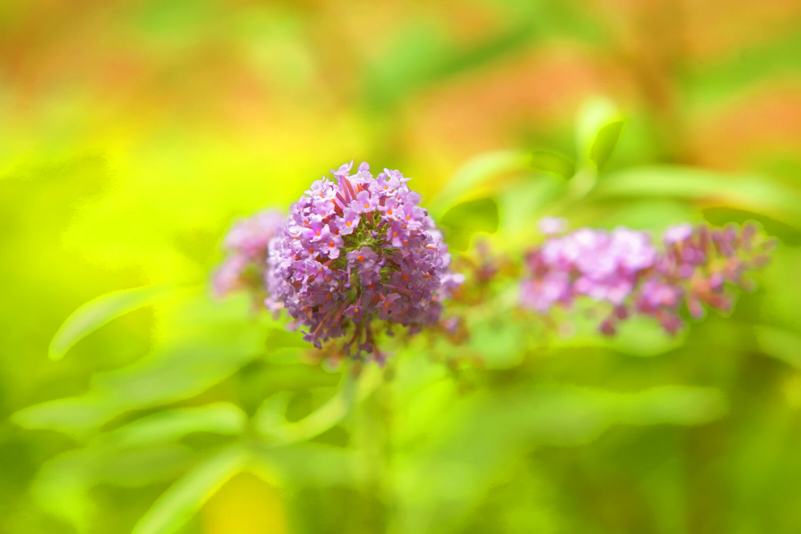 Canon EF 70-200mm F2.8L IS USM sample photo. Field, of, flowers, flowers photography