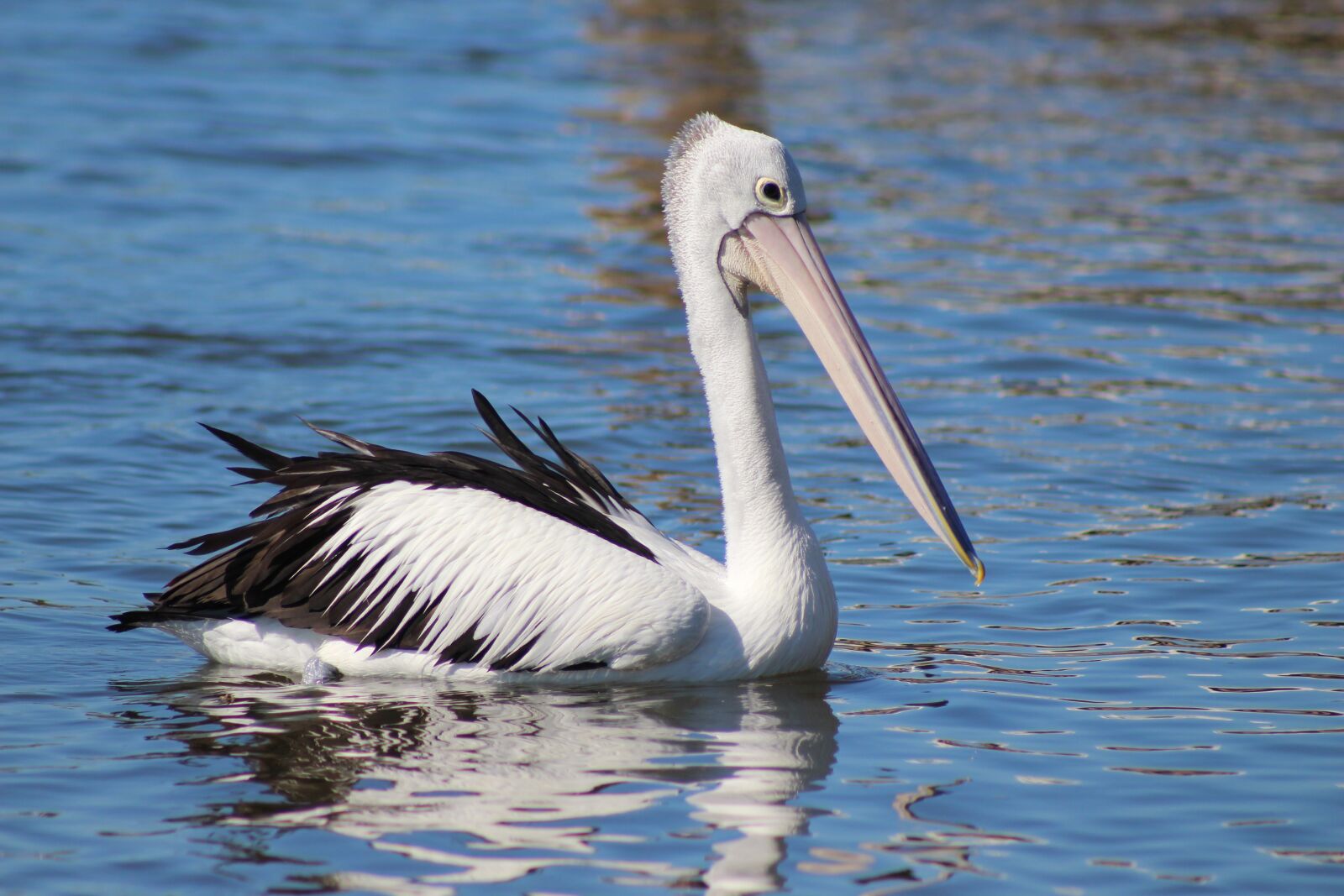 Canon EF75-300mm f/4-5.6 sample photo. Pelican, bird, wildlife photography