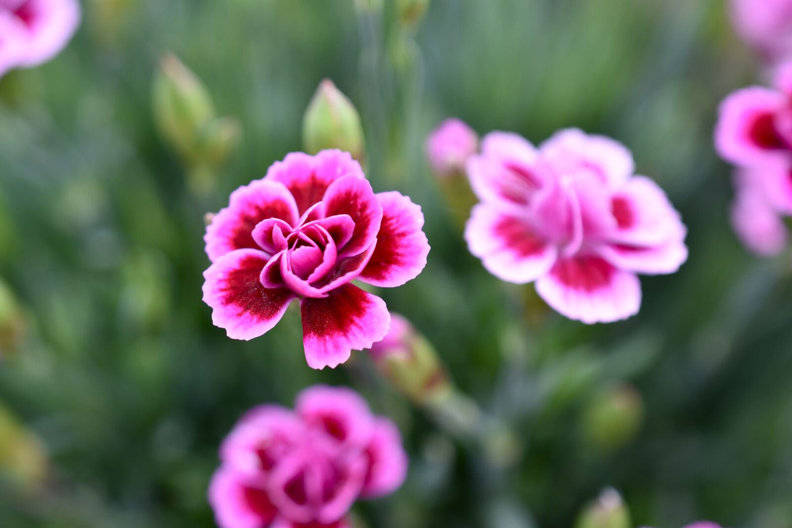 Nikon D5600 sample photo. Flowers, garden, color photography