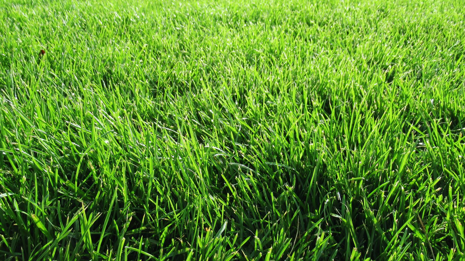 Canon PowerShot SX620 HS sample photo. Grass, green, nature photography