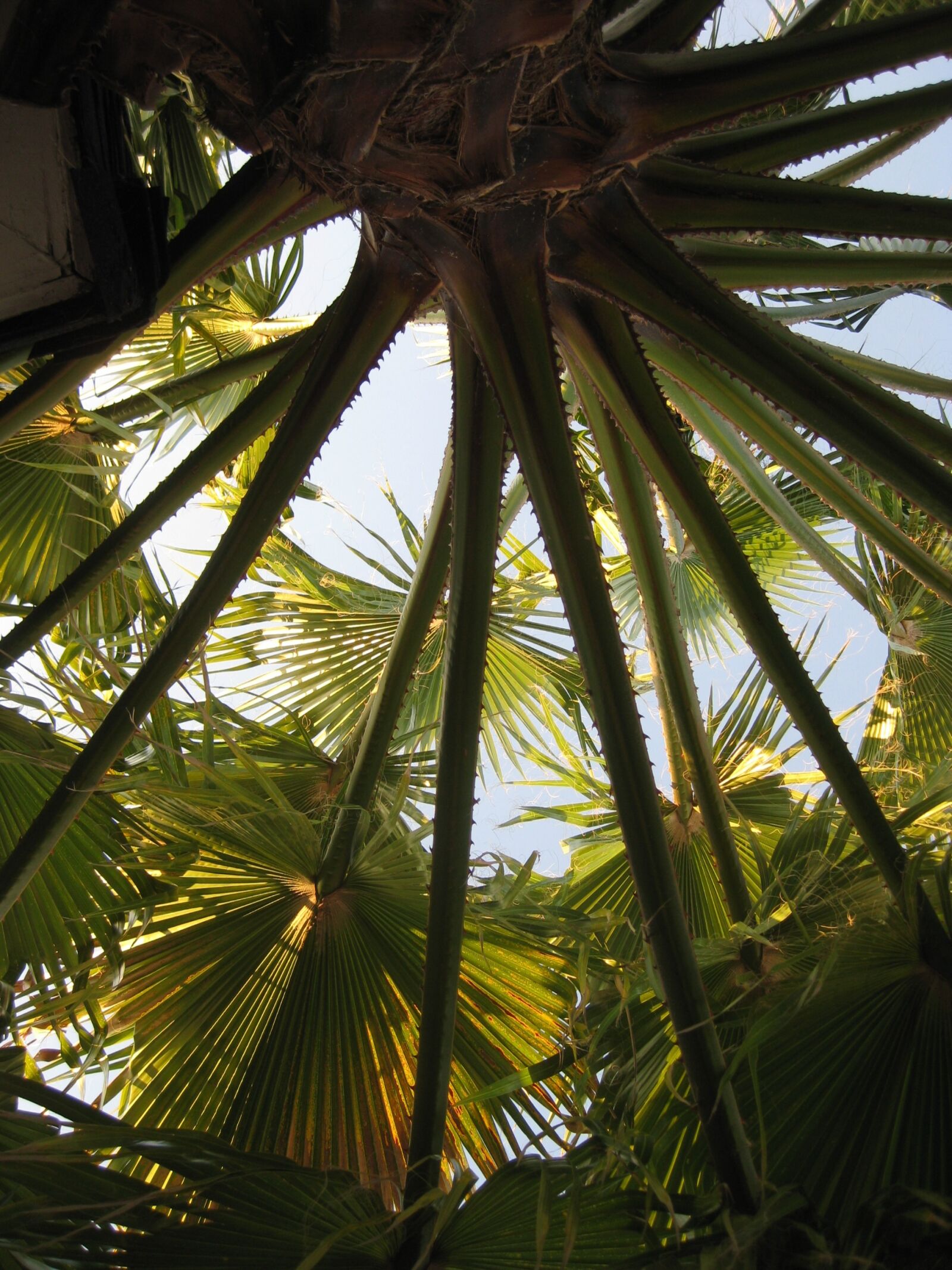 Canon PowerShot SD1100 IS (Digital IXUS 80 IS / IXY Digital 20 IS) sample photo. Palm, tree, tropical photography