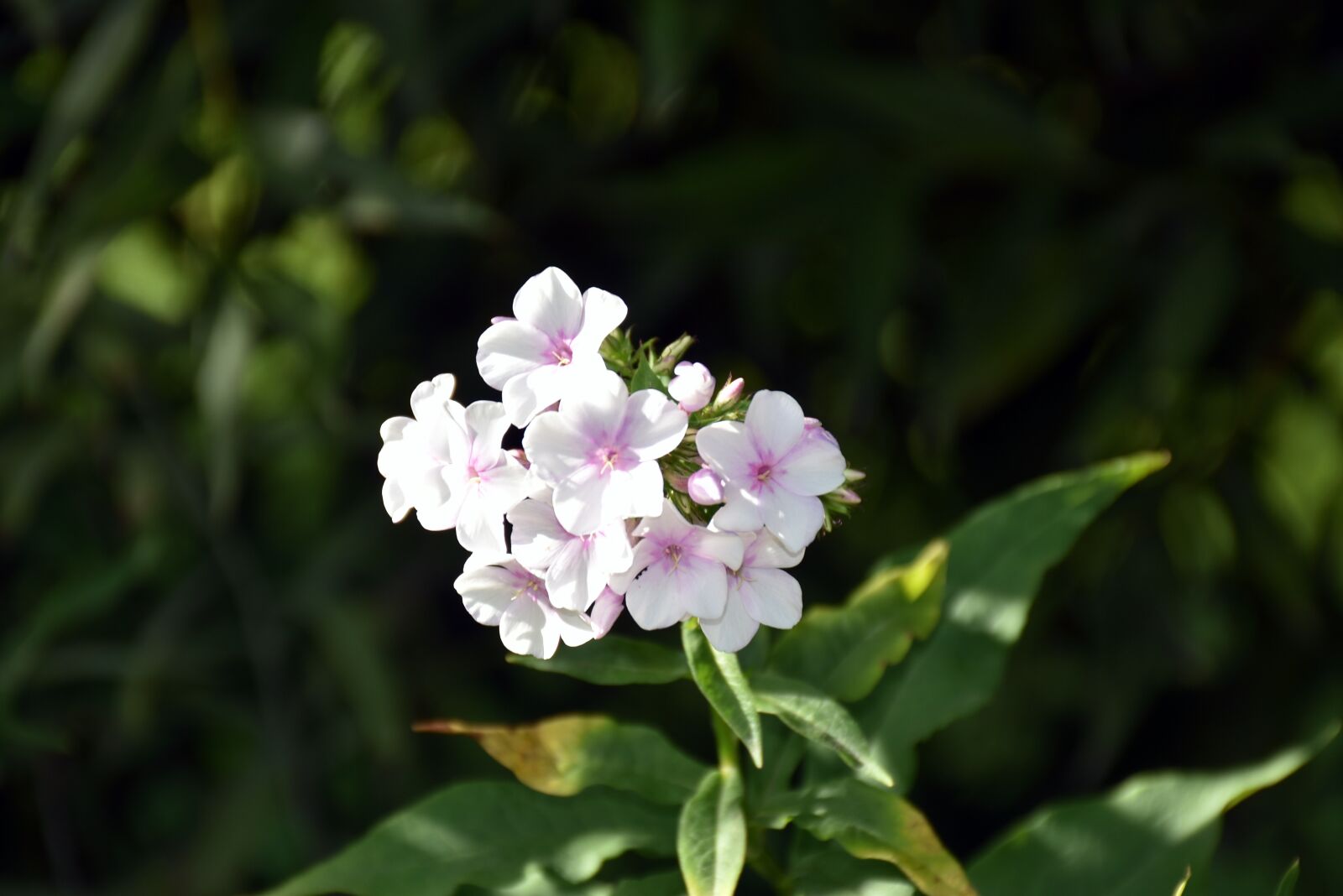 Nikon D5600 sample photo. Flowers, phlox, flower photography
