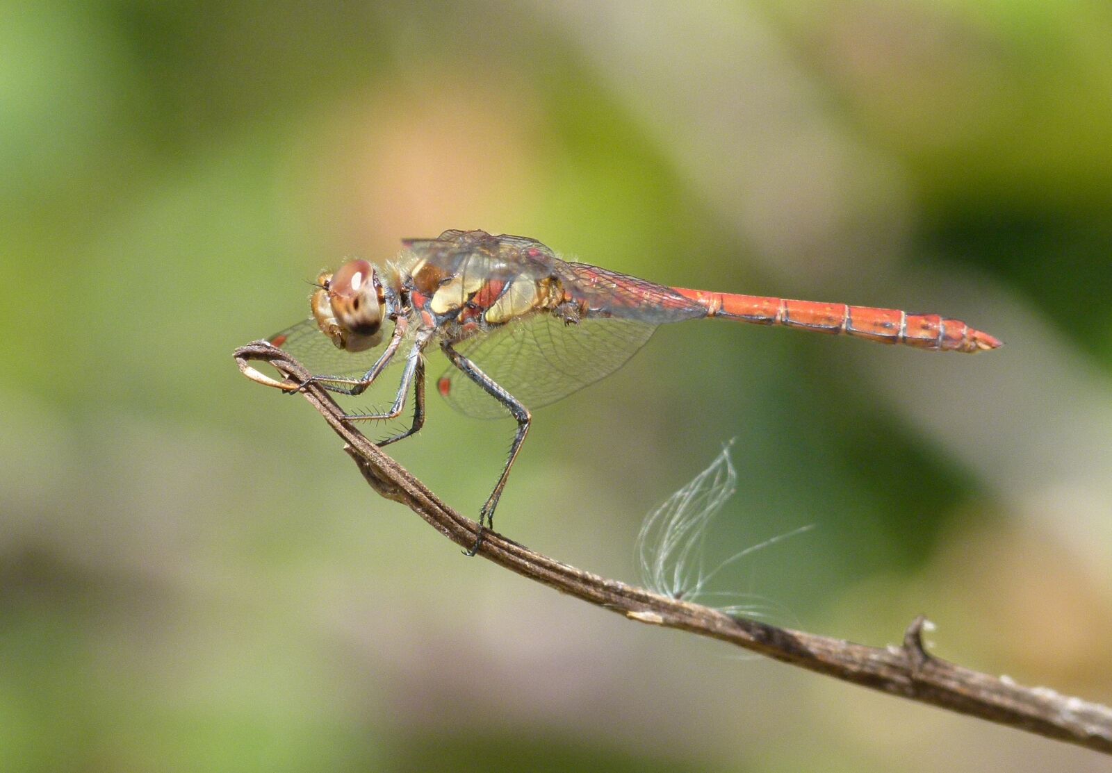 Leica V-Lux 2 sample photo. Dragonfly, red dragonfly, branch photography