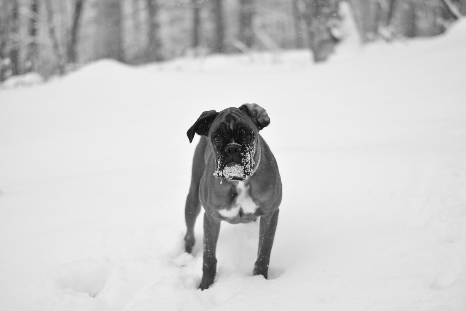 Nikon D5300 sample photo. Dog, german, boxer photography