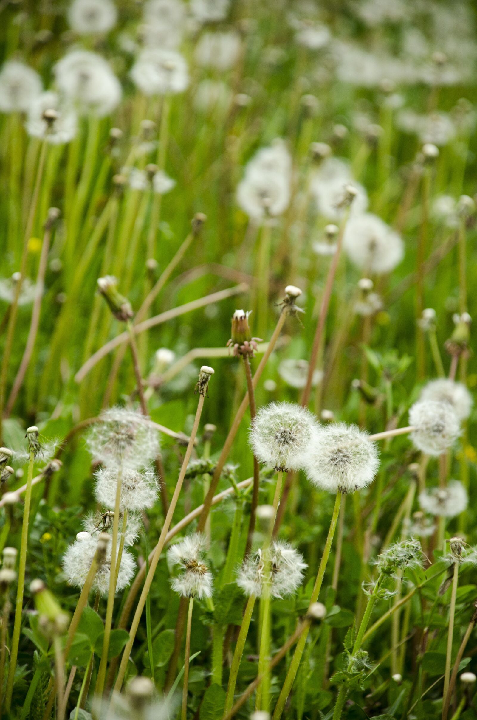 Nikon D7000 sample photo. Nature, green, foliage photography