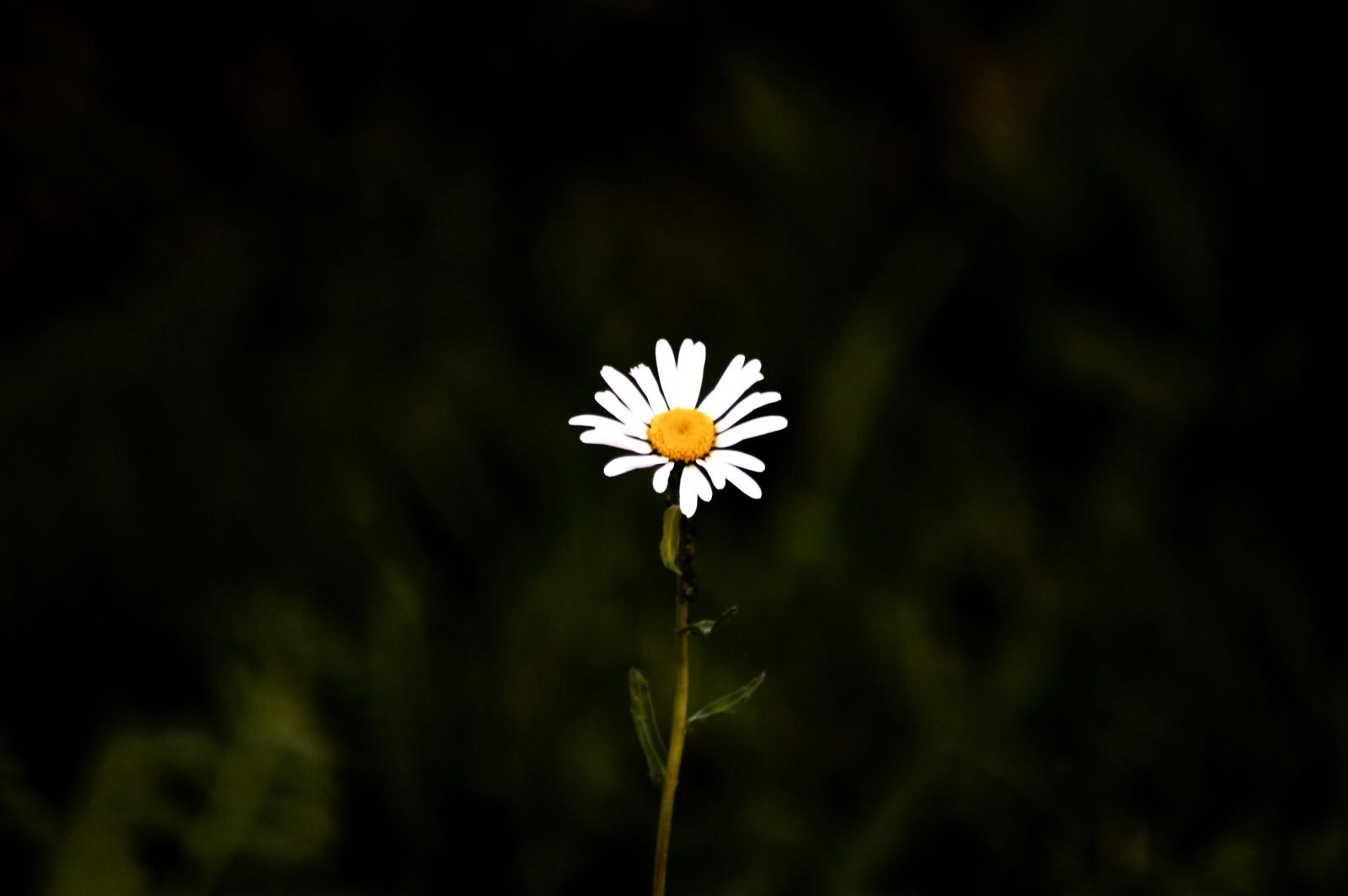 Nikon D3200 sample photo. Wild flower, blossom, bloom photography