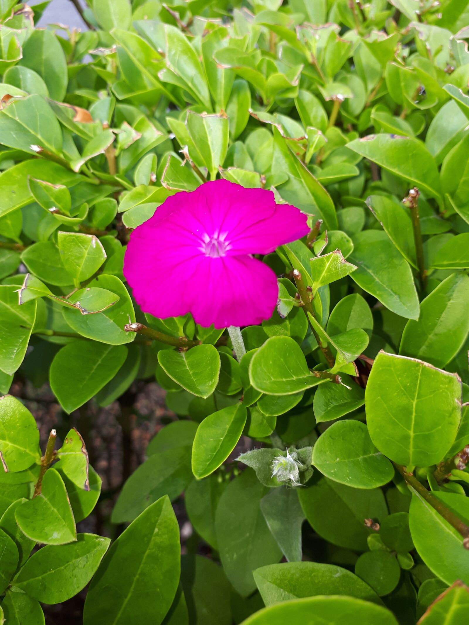 Samsung Galaxy A5(2017) sample photo. Flower, leaves, spring photography