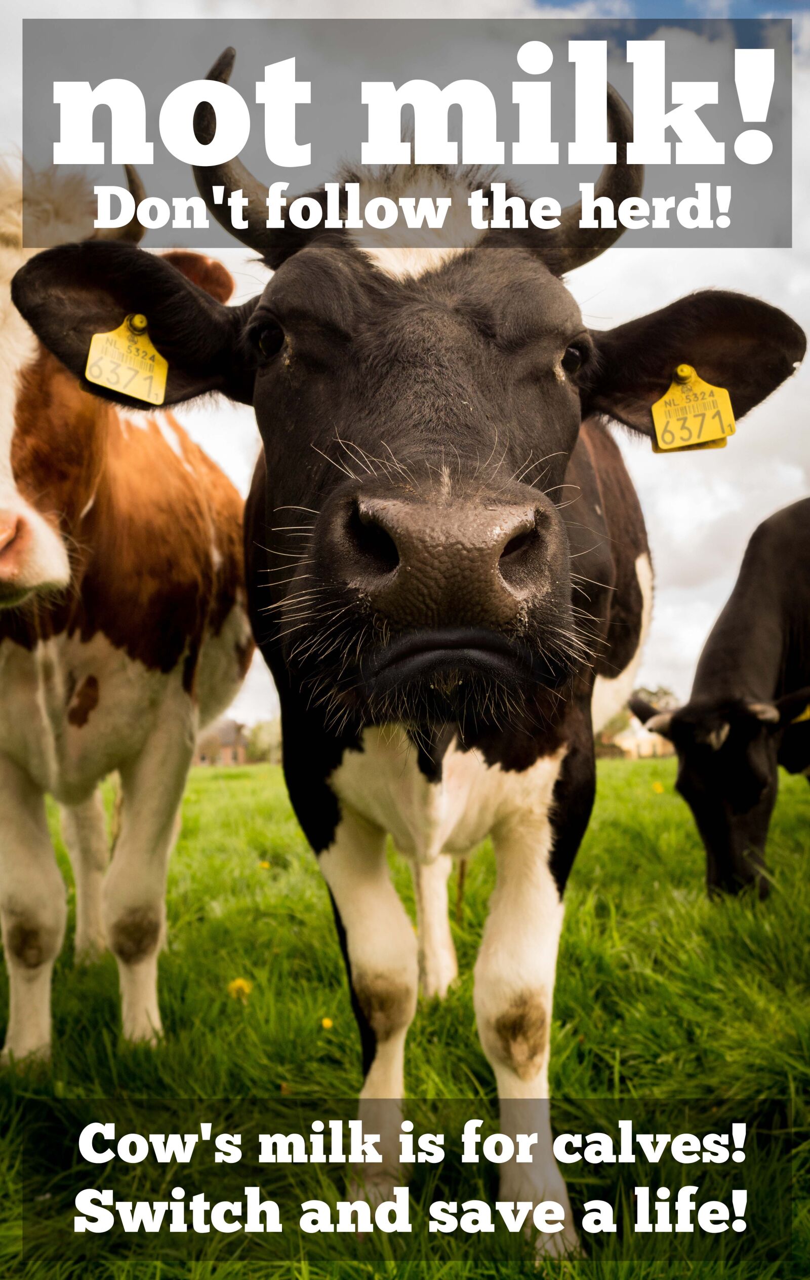 Sony DT 18-55mm F3.5-5.6 SAM II sample photo. Animal, farming, cow, dairy photography