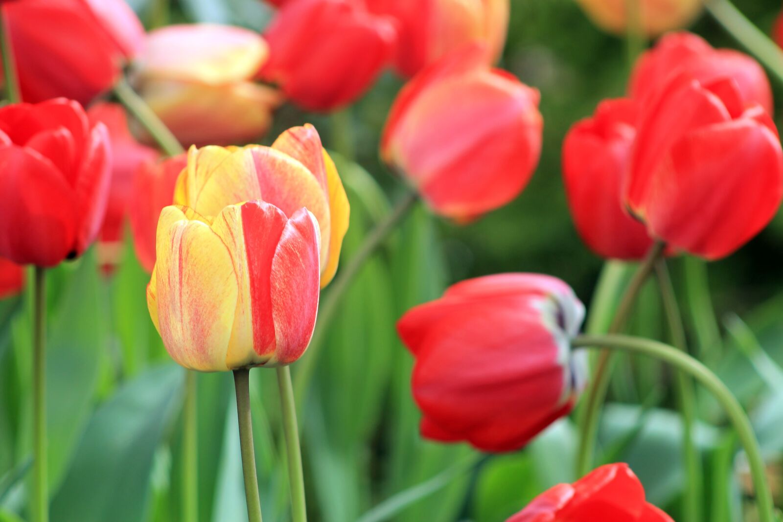 Canon EOS 1100D (EOS Rebel T3 / EOS Kiss X50) sample photo. Tulips, spring, flowers photography