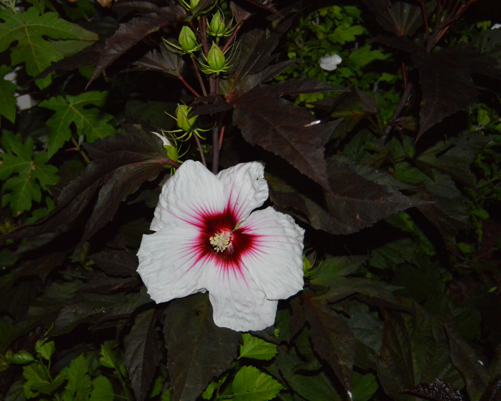 Nikon D3200 sample photo