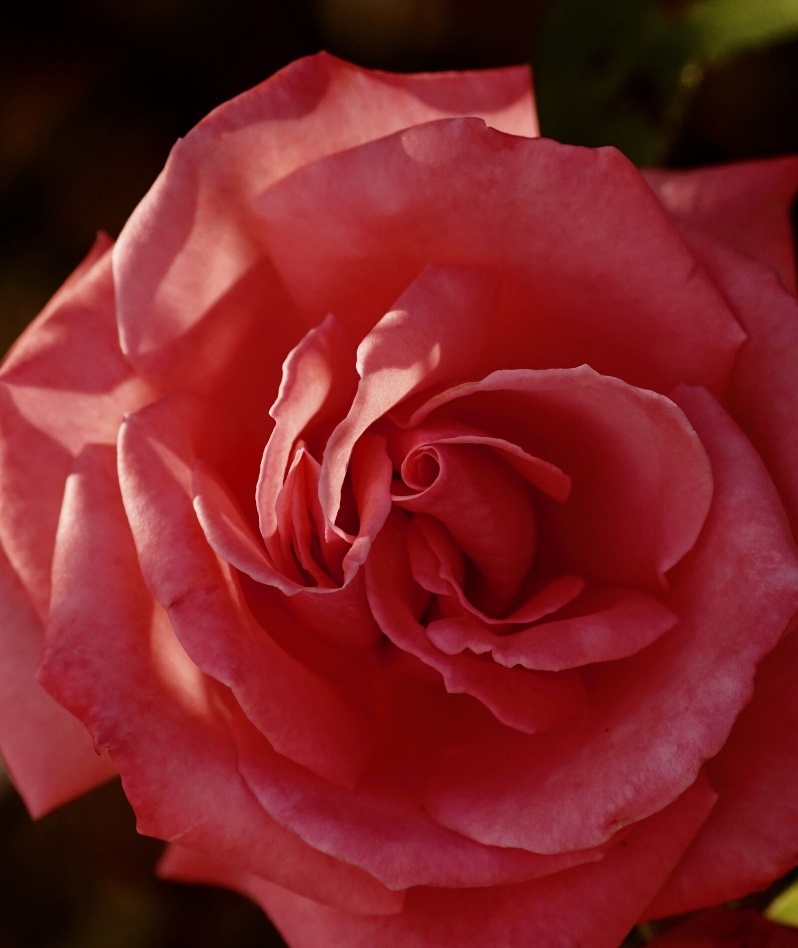 Sony SLT-A68 sample photo. Rose, flower, blossom photography
