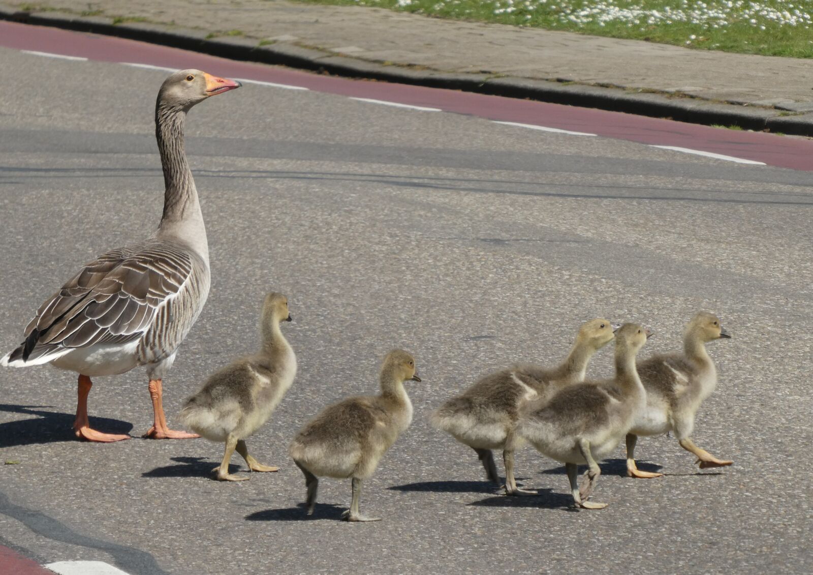 Panasonic Lumix DC-ZS70 (Lumix DC-TZ90) sample photo. Geese, chicks, moedergans photography