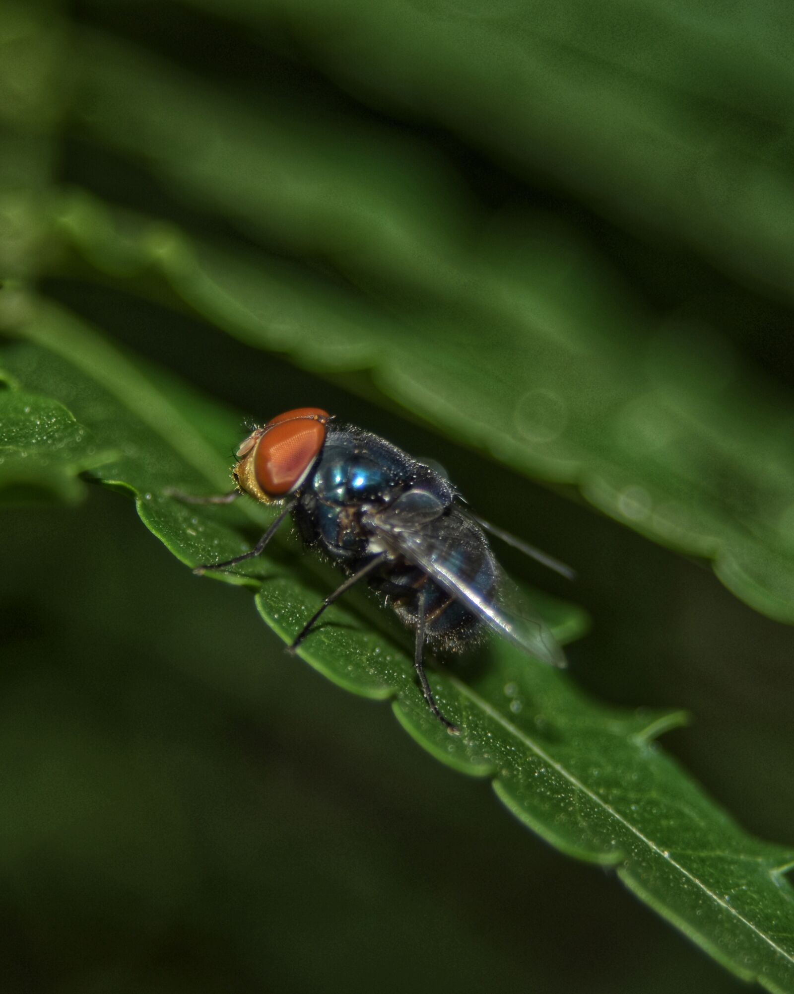 Nikon D5500 sample photo. Animal, insect, fly photography