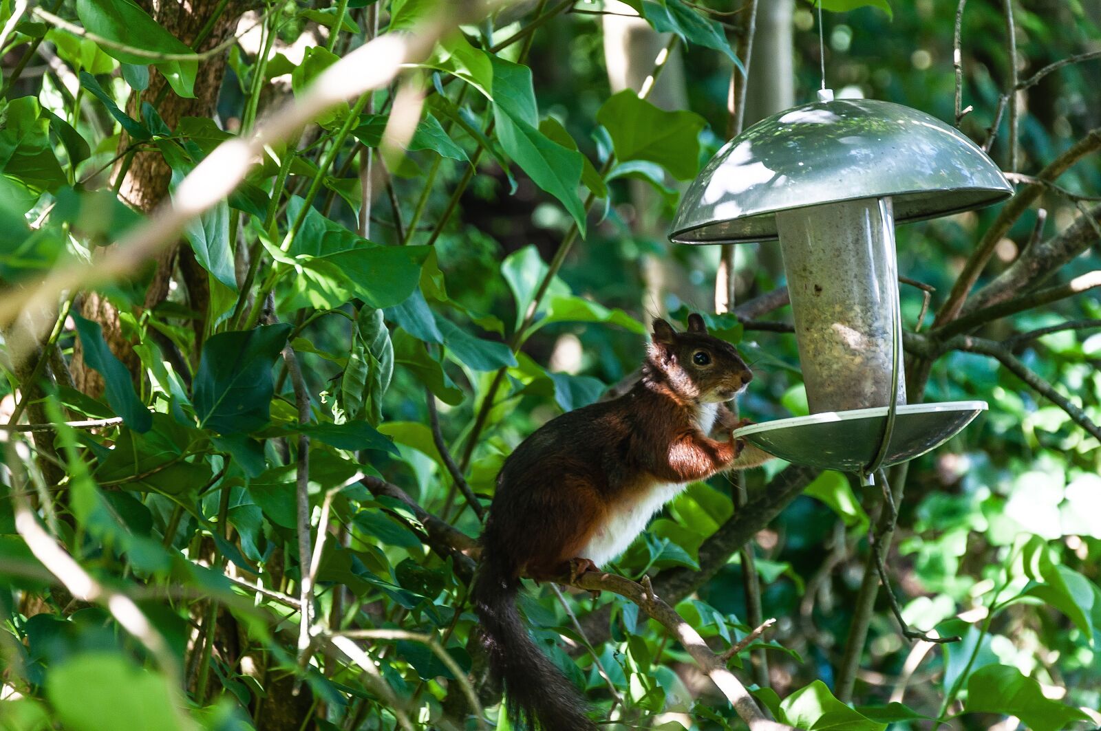 Nikon D5000 sample photo. Squirrel, rodent, foraging photography
