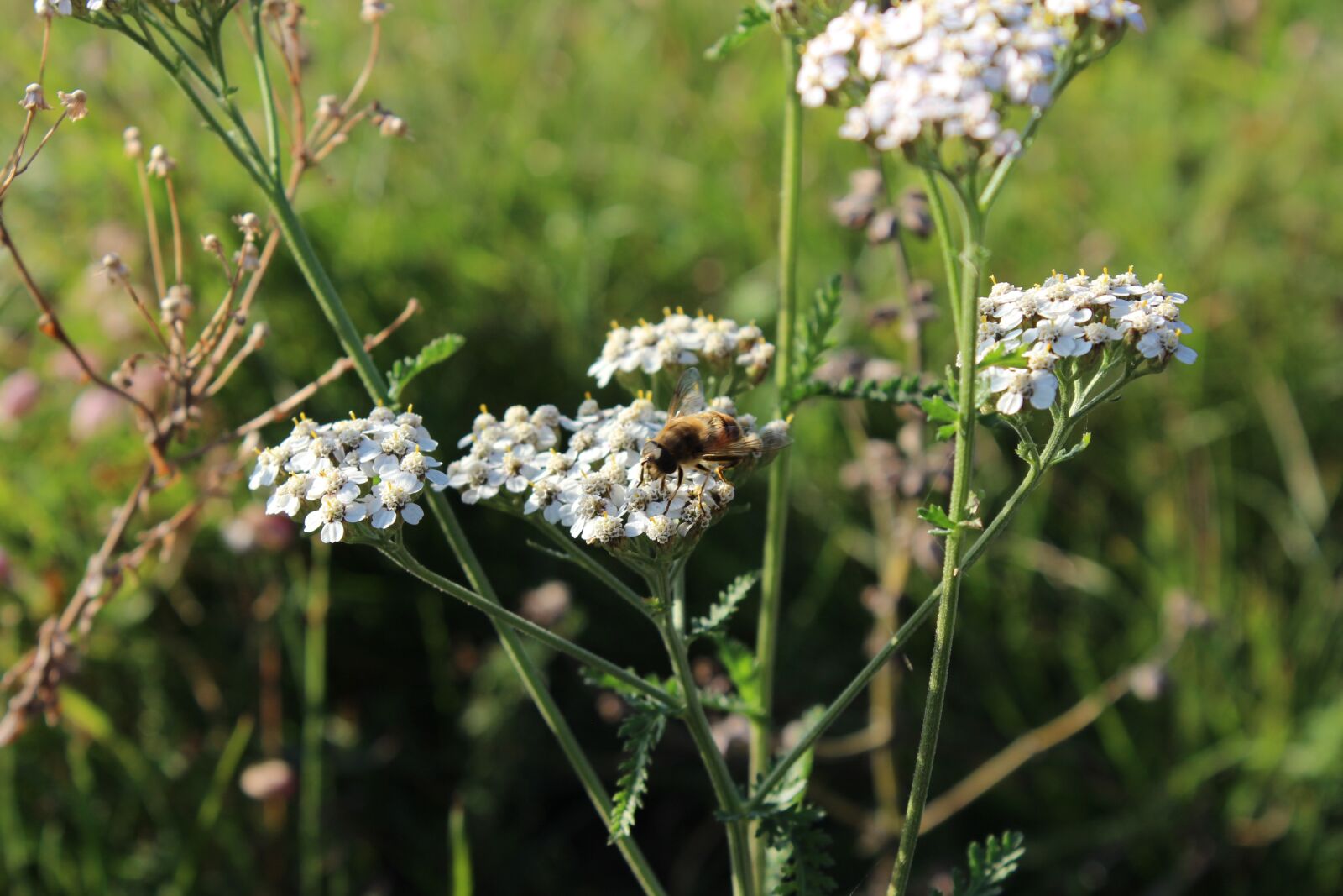 Canon EOS 600D (Rebel EOS T3i / EOS Kiss X5) sample photo. Bee, botany, nature photography