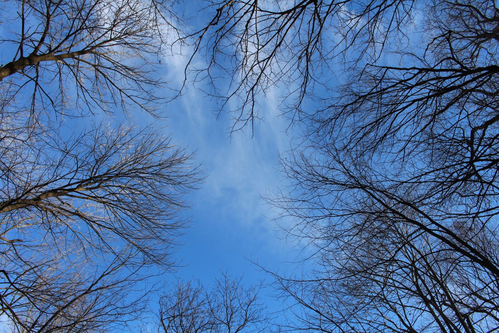 Canon EOS 700D (EOS Rebel T5i / EOS Kiss X7i) sample photo. Trees, forest, landscape photography