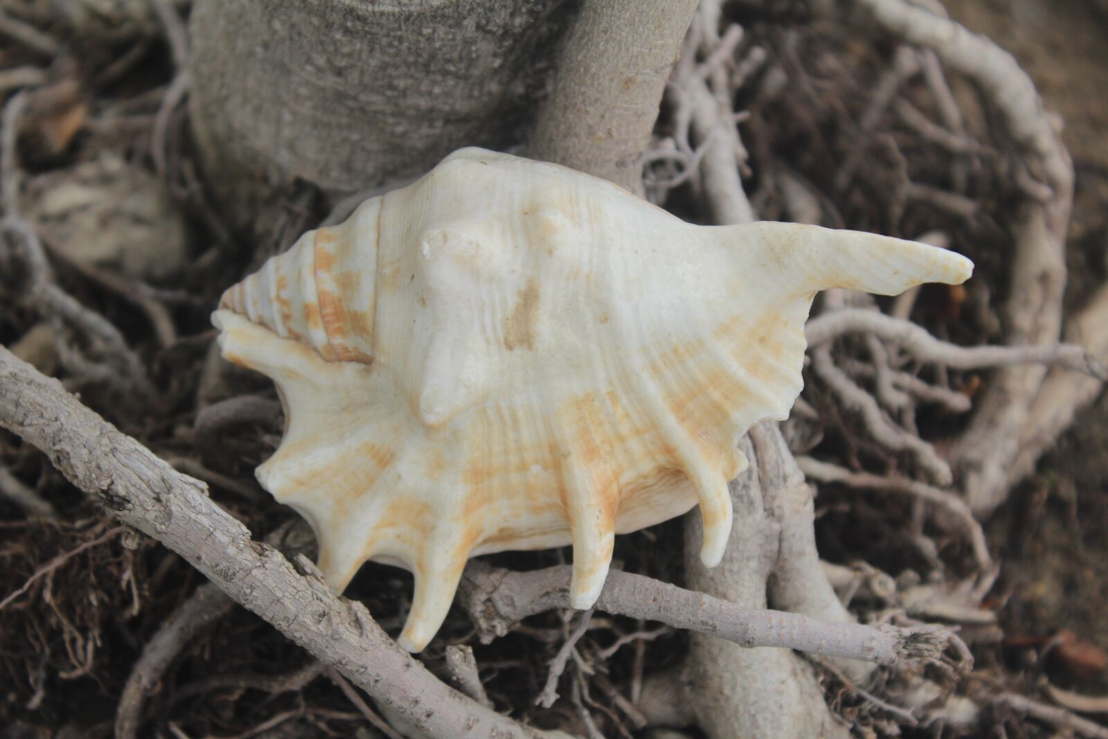 Canon EOS 1200D (EOS Rebel T5 / EOS Kiss X70 / EOS Hi) sample photo. Conch, mollusca, shell photography