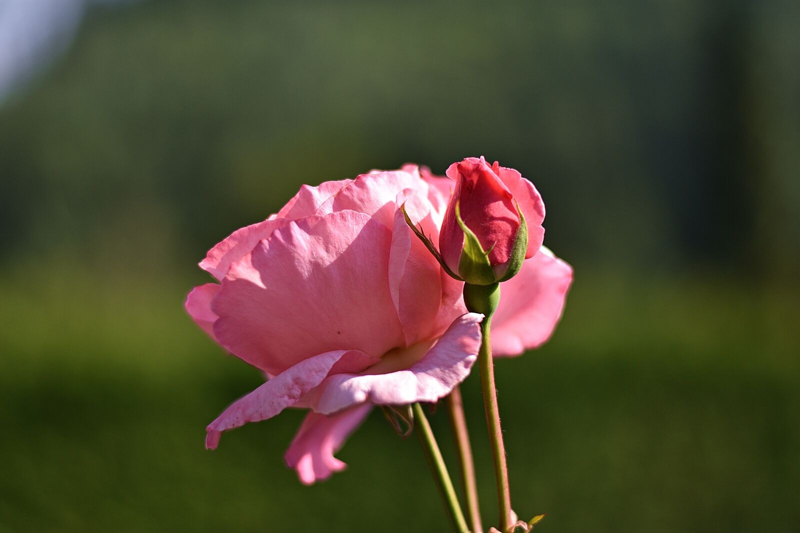 Nikon D3400 sample photo. Flower, summer, rose photography