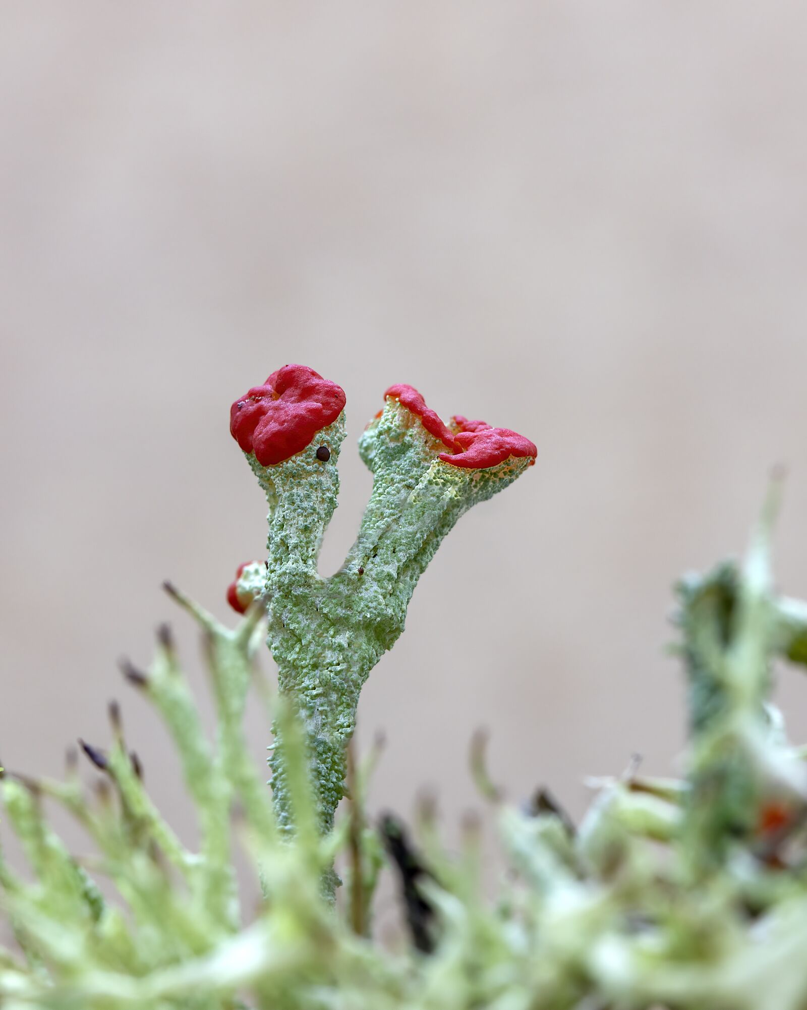 Canon EOS 800D (EOS Rebel T7i / EOS Kiss X9i) sample photo. Lichen, devils matches, red photography