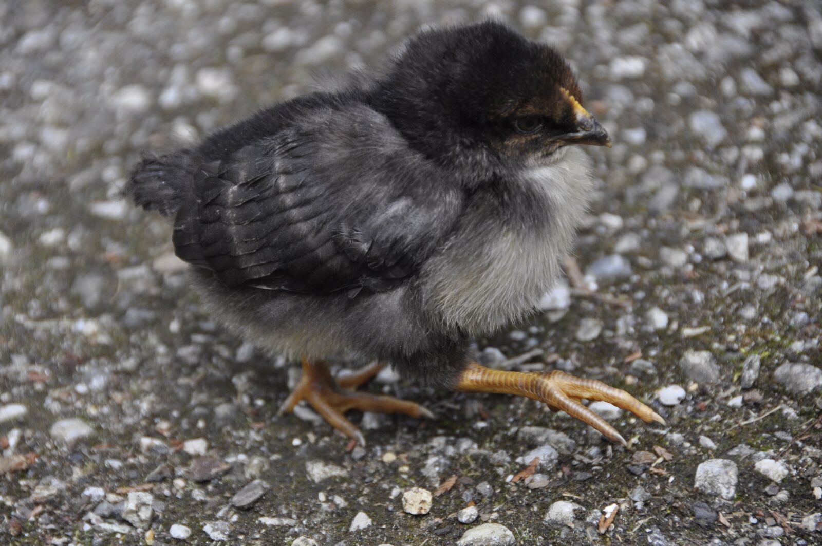 Nikon D90 sample photo. Chicken, hen, natural breed photography