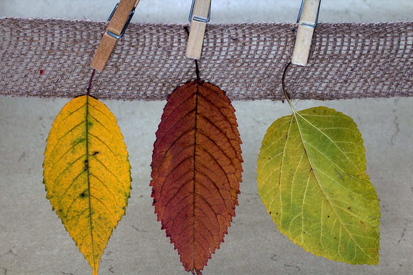 Canon EF-S 60mm F2.8 Macro USM sample photo. Leaves, colorful, true leaves photography