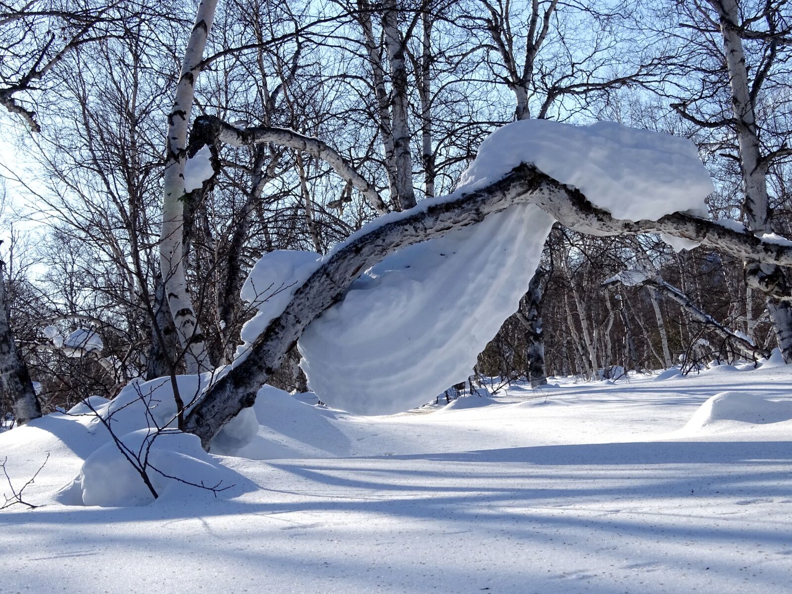 Sony DSC-HX400 sample photo. Forest, snowdrift, snow cap photography